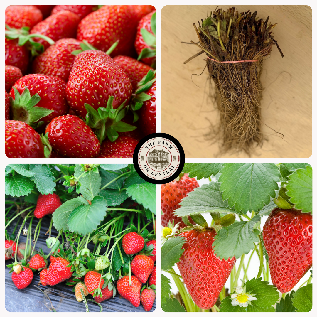 Healthy Sparkle Strawberry Plants from The Farm On Central with vibrant green leaves and developing berries.