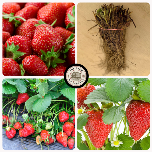 Healthy Sparkle Strawberry Plant from The Farm On Central with vibrant green leaves and developing strawberries.