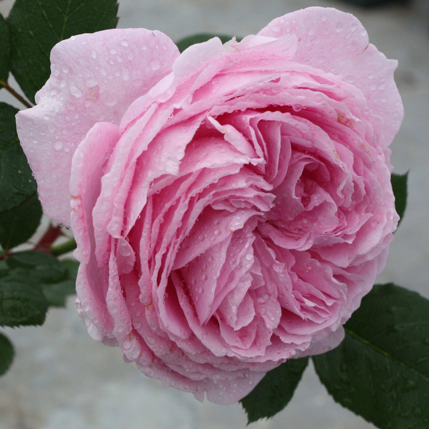 Fresh Garden Living Summer Romance Floribunda rose plant in a 1.5-gallon pot, showcasing vibrant blooms and lush green foliage.