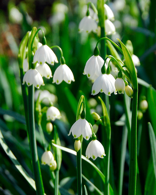 Cluster of Summer Snowflake Leucojum bulbs, specialty flower bulbs by BloomingBulb, ready for planting in spring gardens.