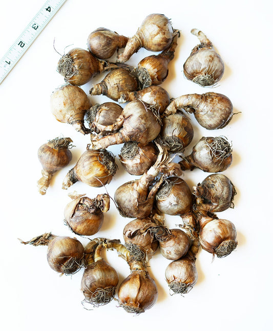Close-up of 25 Summer Snowflake Leucojum specialty bulbs by BloomingBulb ready for planting.