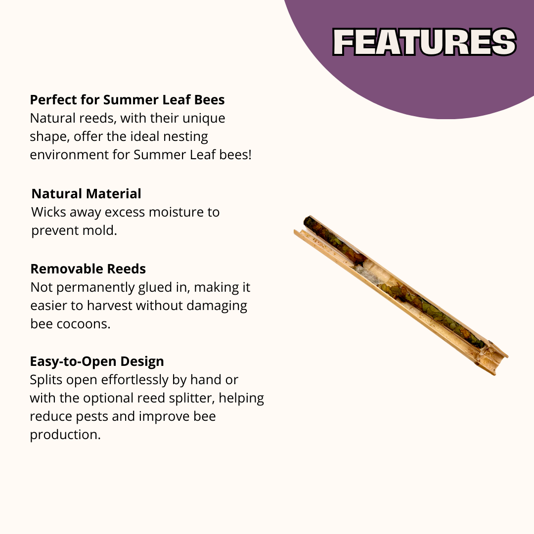 Natural summer reeds for leafcutter bees, 6mm size, from CrownBees, showing textured reed material for bee nesting.