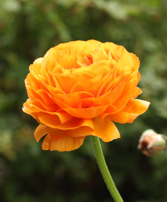 Sunset Ranunculus flower bulbs from BloomingBulb, showcasing vibrant orange and yellow blooms ready for planting.
