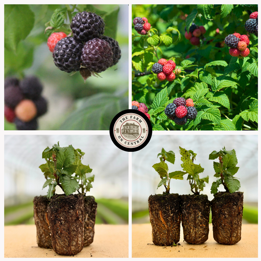 Tahi Thornless Black Raspberry plug from The Farm On Central, showing healthy black raspberry plant ready for planting.