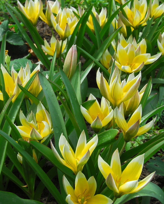 Bright Tarda Species Tulip bulbs from BloomingBulb, showcasing vibrant, elongated tulip flowers ready for planting.
