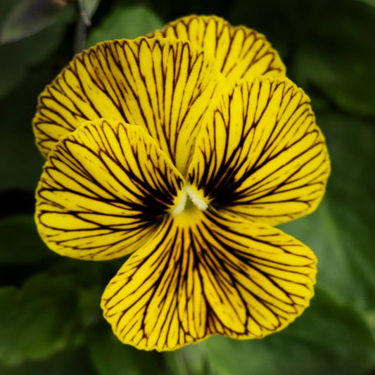 Viola sorbet Tigers eye seeds from John's Plant Adventures showing small seeds in a clear container.