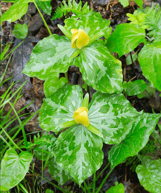Yellow Trillium wildflower with five root divisions, showcasing vibrant yellow petals and lush green leaves.
