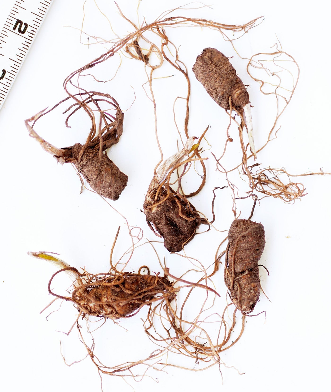 Purple Prairie Trillium (Wood Lily) - 5 Root Divisions