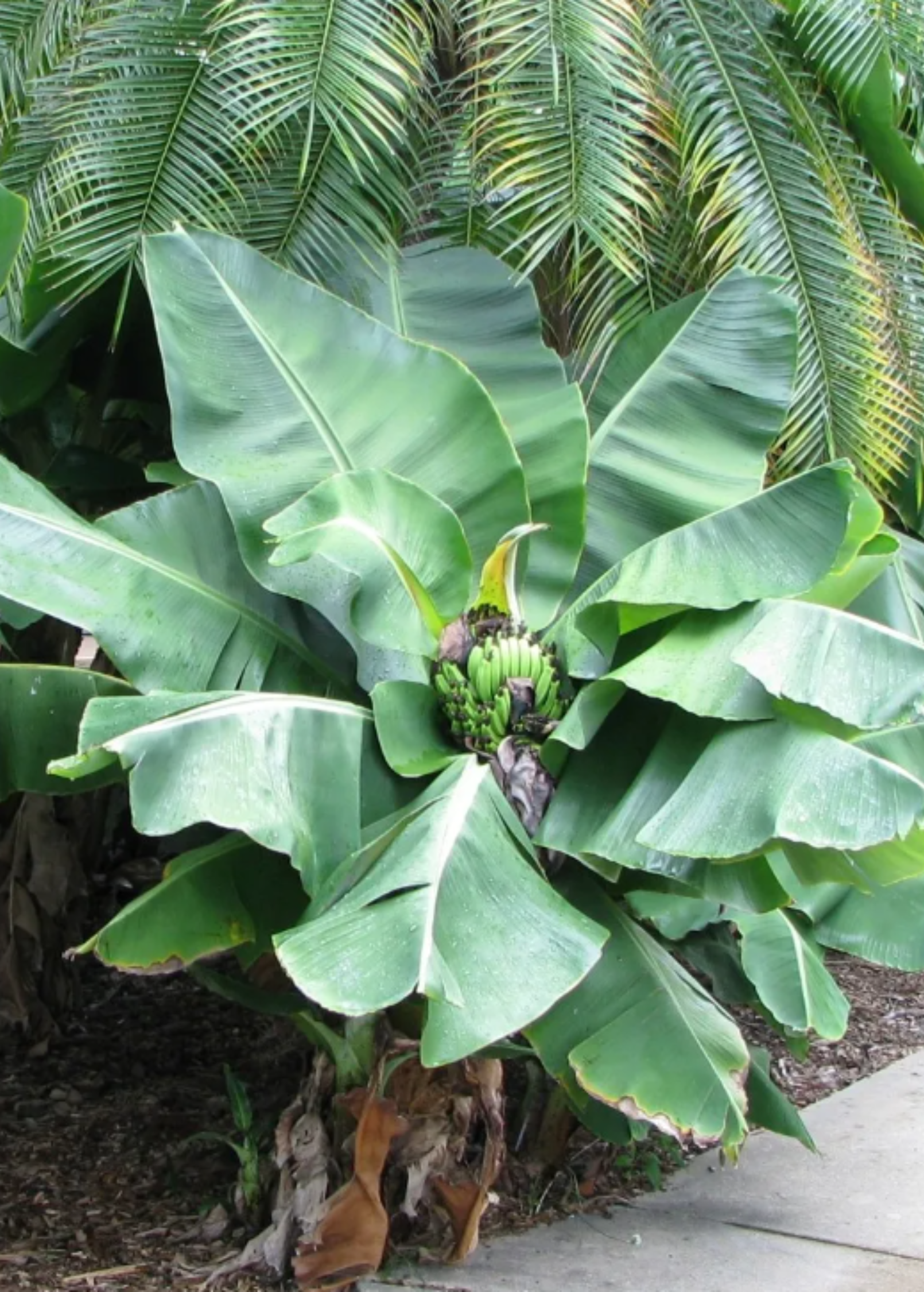 Young Banana 'Truly Tiny' Musa minimus tropical fruit tree from Sow Exotic, showing lush green foliage and compact size.
