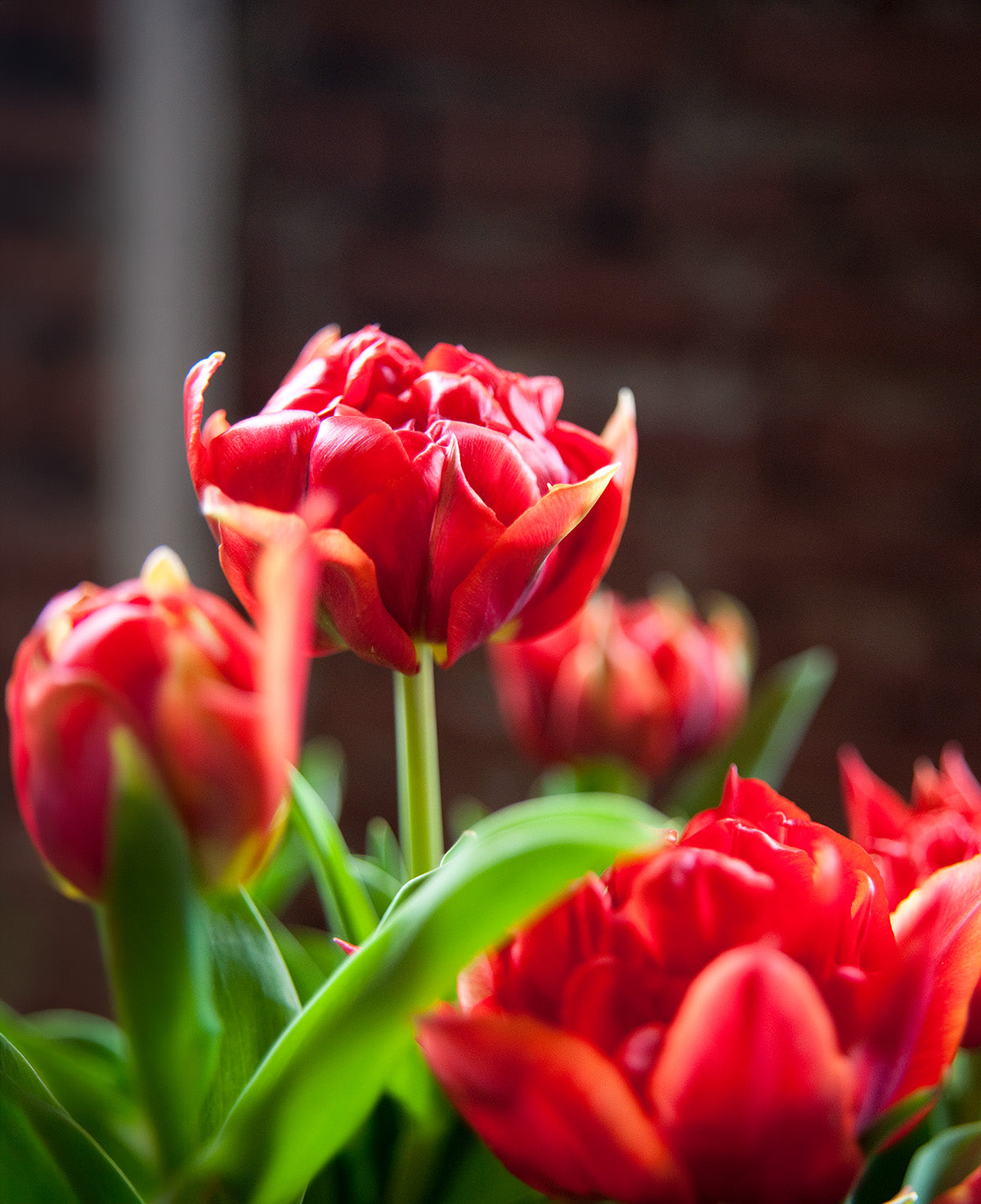 Abba Double Early Tulip - 10 bulbs