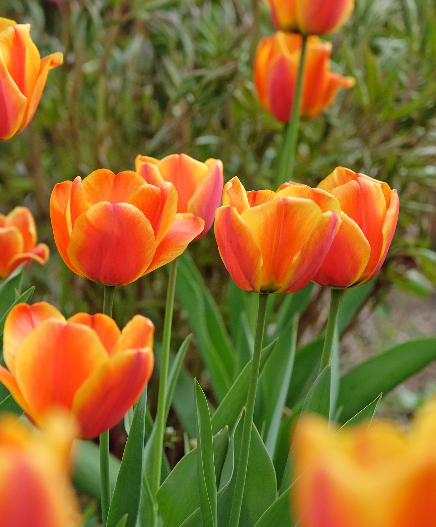 Apeldoorn Elite Striped Darwin Hybrid Tulip - 10 bulbs