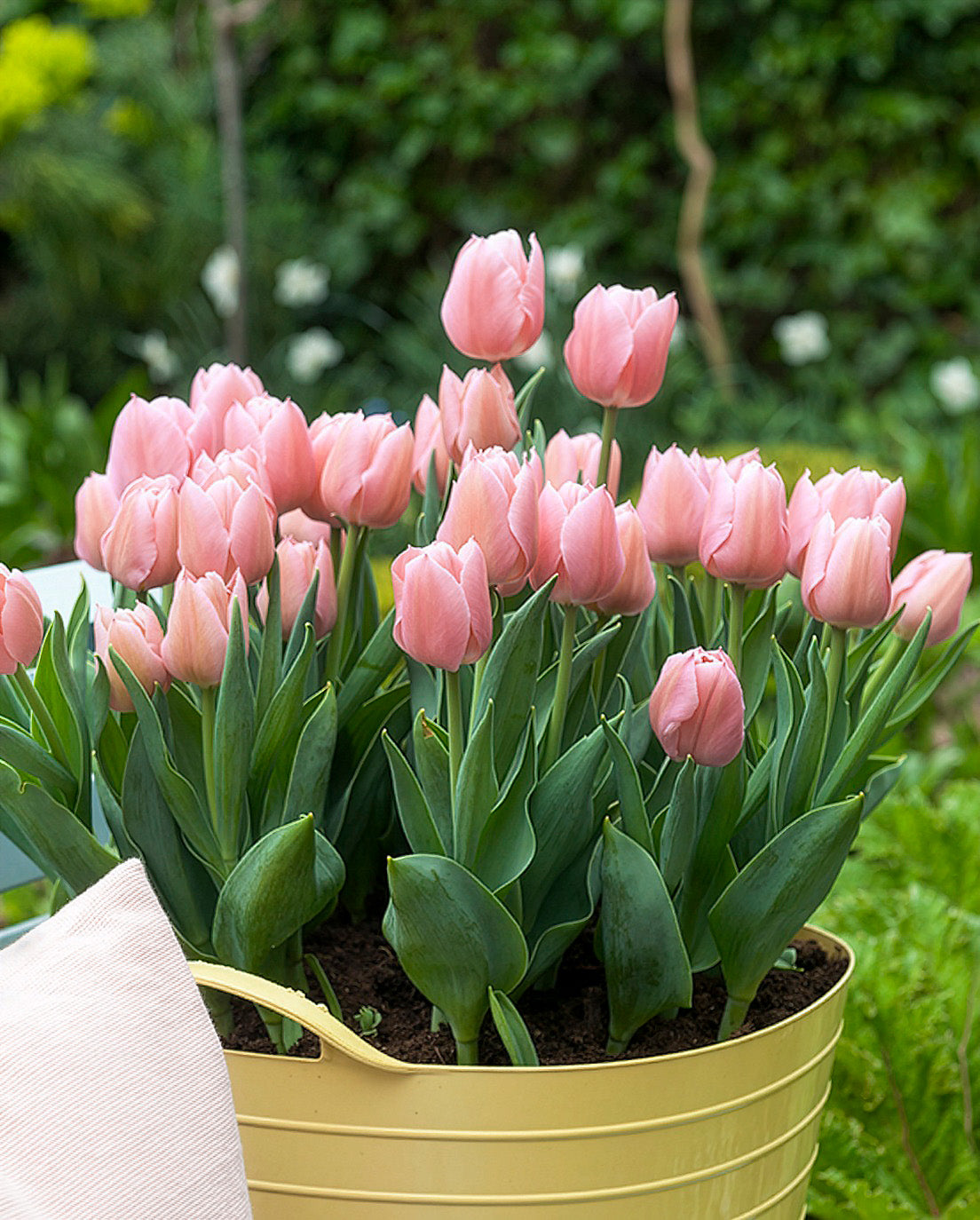 Apricot Beauty Single Early Tulip - 10 bulbs