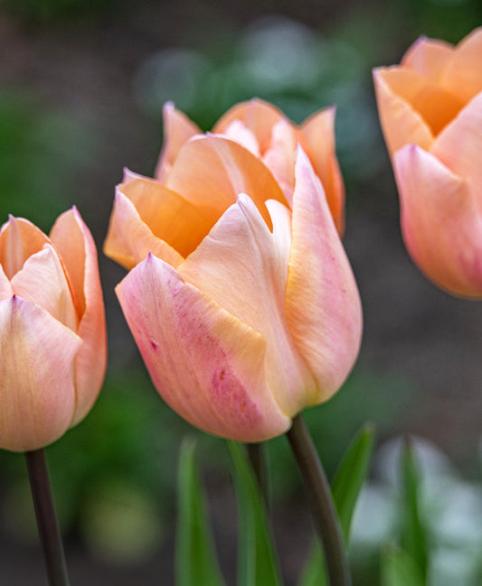 Apricot Beauty single early tulip bulb from BloomingBulb, showing vibrant orange blossoms and green foliage.