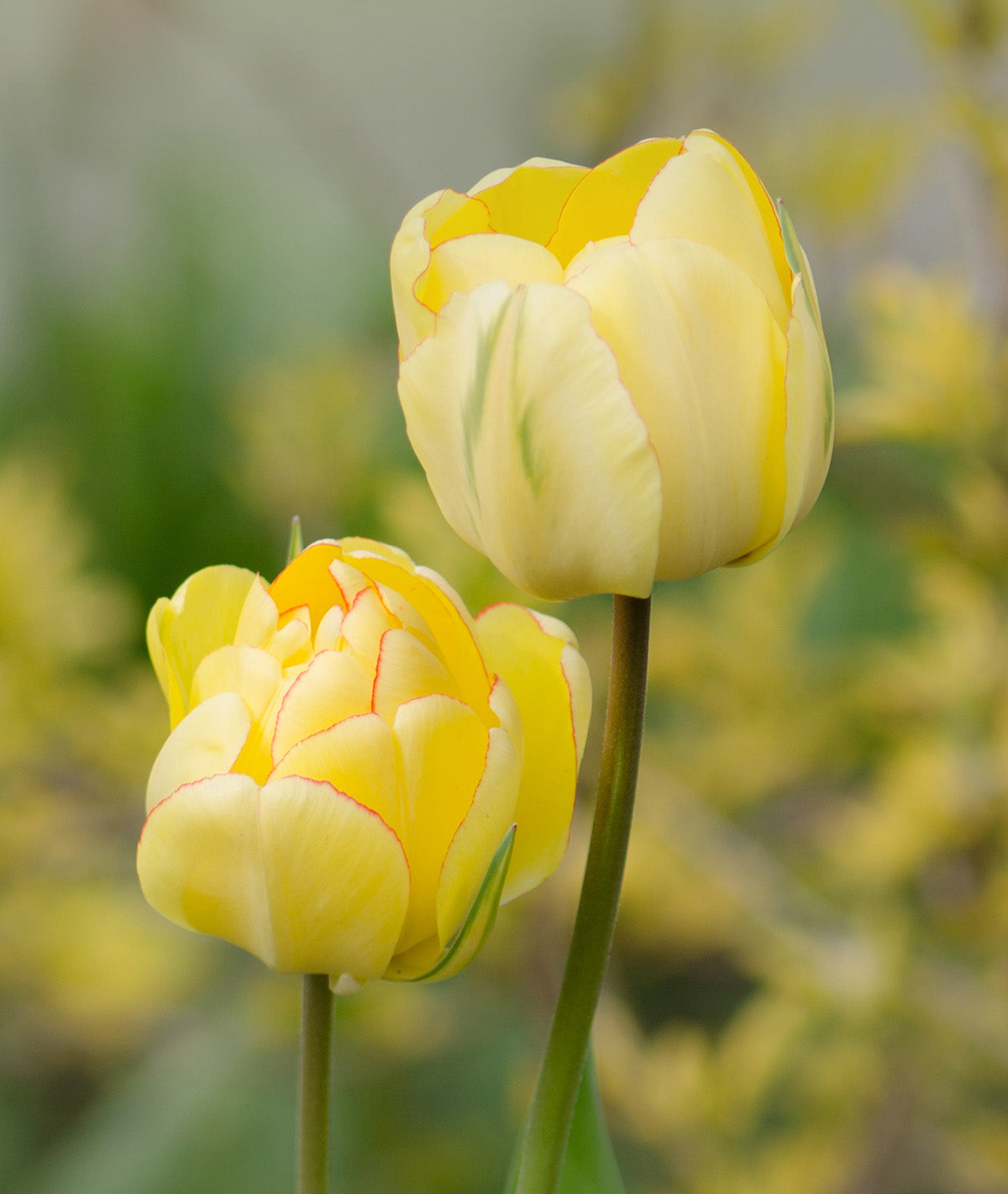 Beauty of Apeldoorn Darwin Hybrid Tulip - 10 bulbs