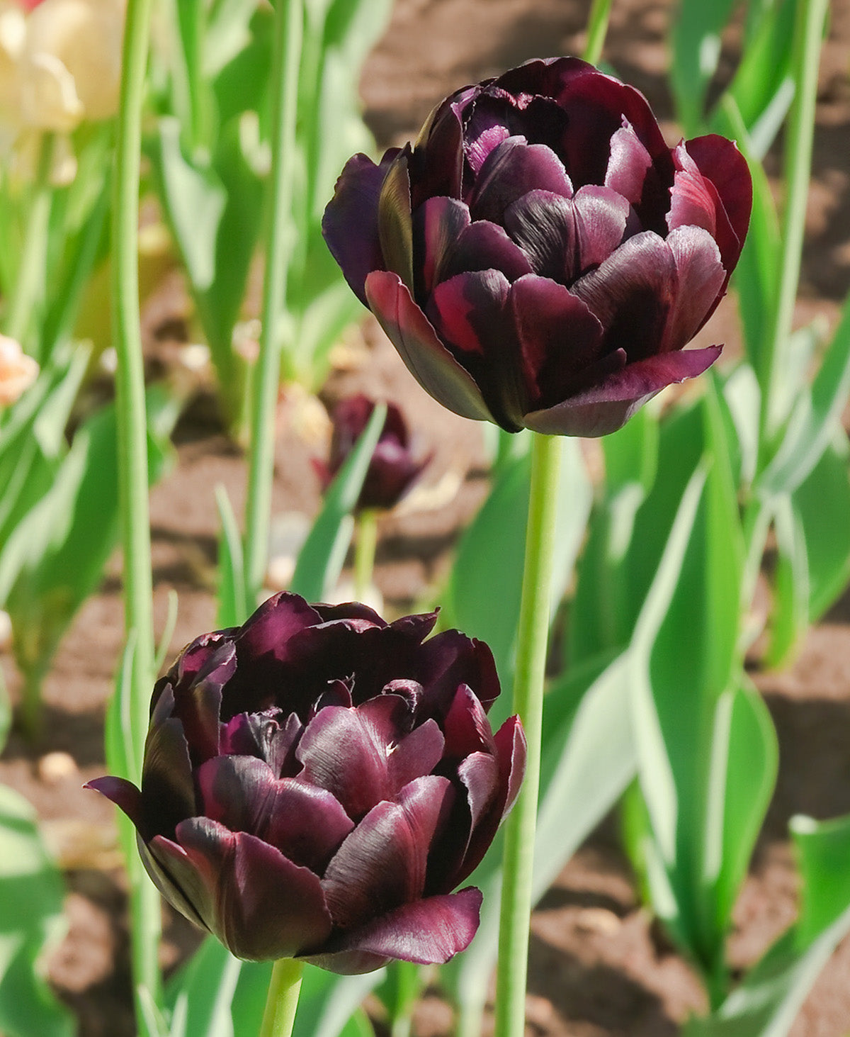 Black Hero Double Late Tulip - 10 bulbs
