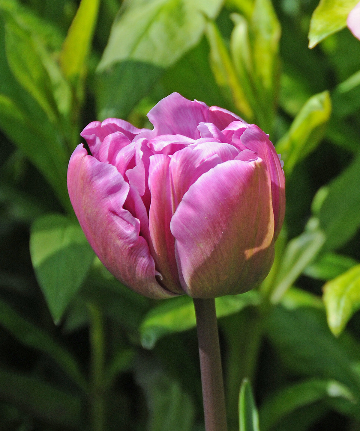 Blue Diamond Double Late Tulip - 10 bulbs