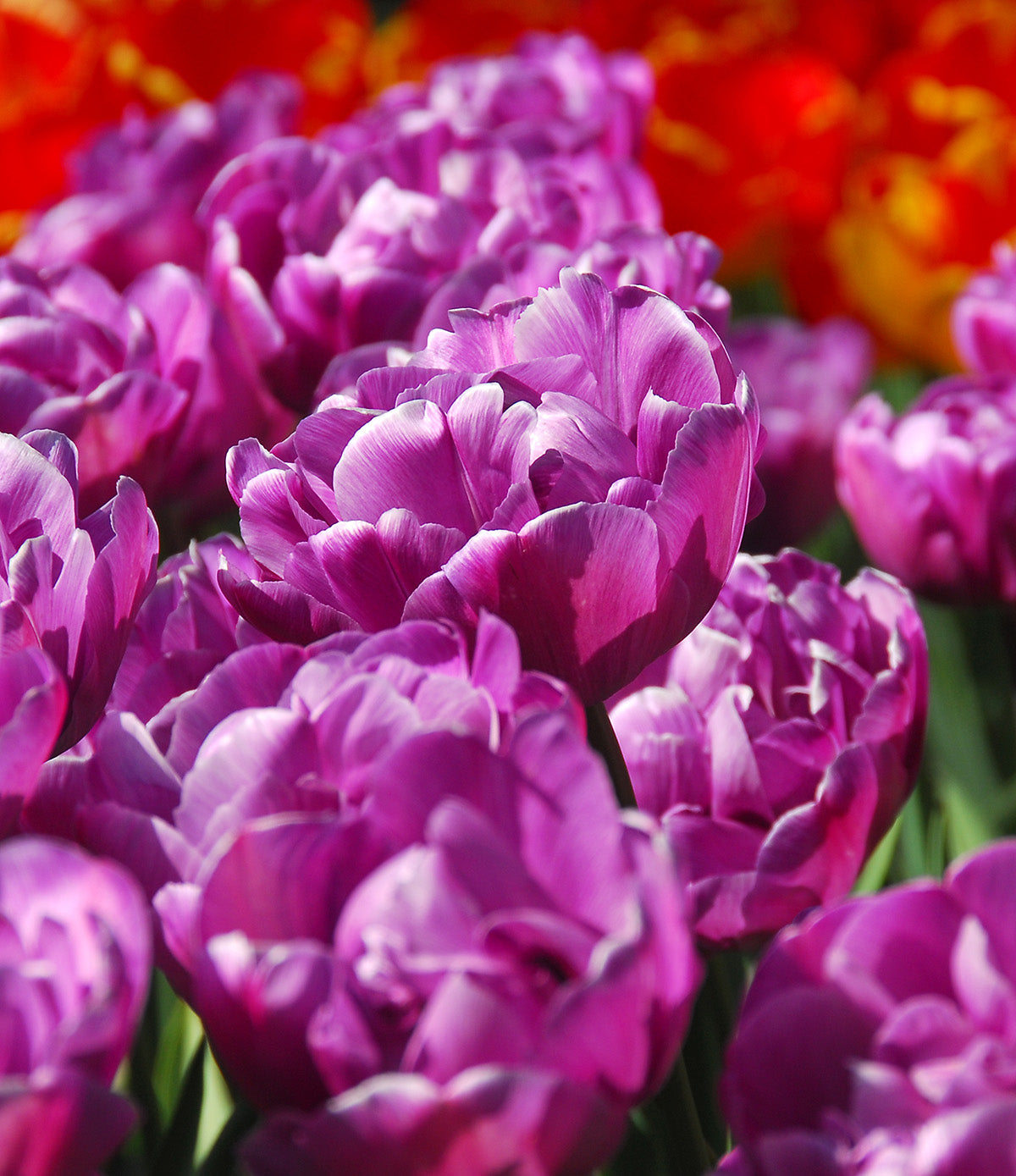 Blue Diamond Double Late Tulip - 10 bulbs