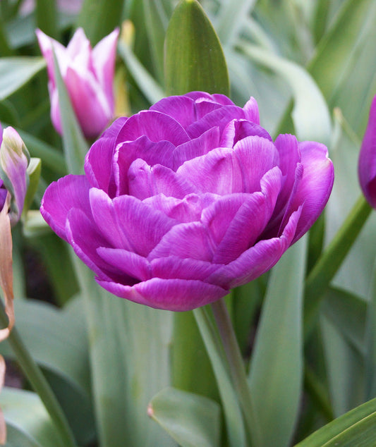 Blue Diamond Double Late Tulip bulbs from BloomingBulb, showcasing vibrant blue and white double petaled tulips in bloom.