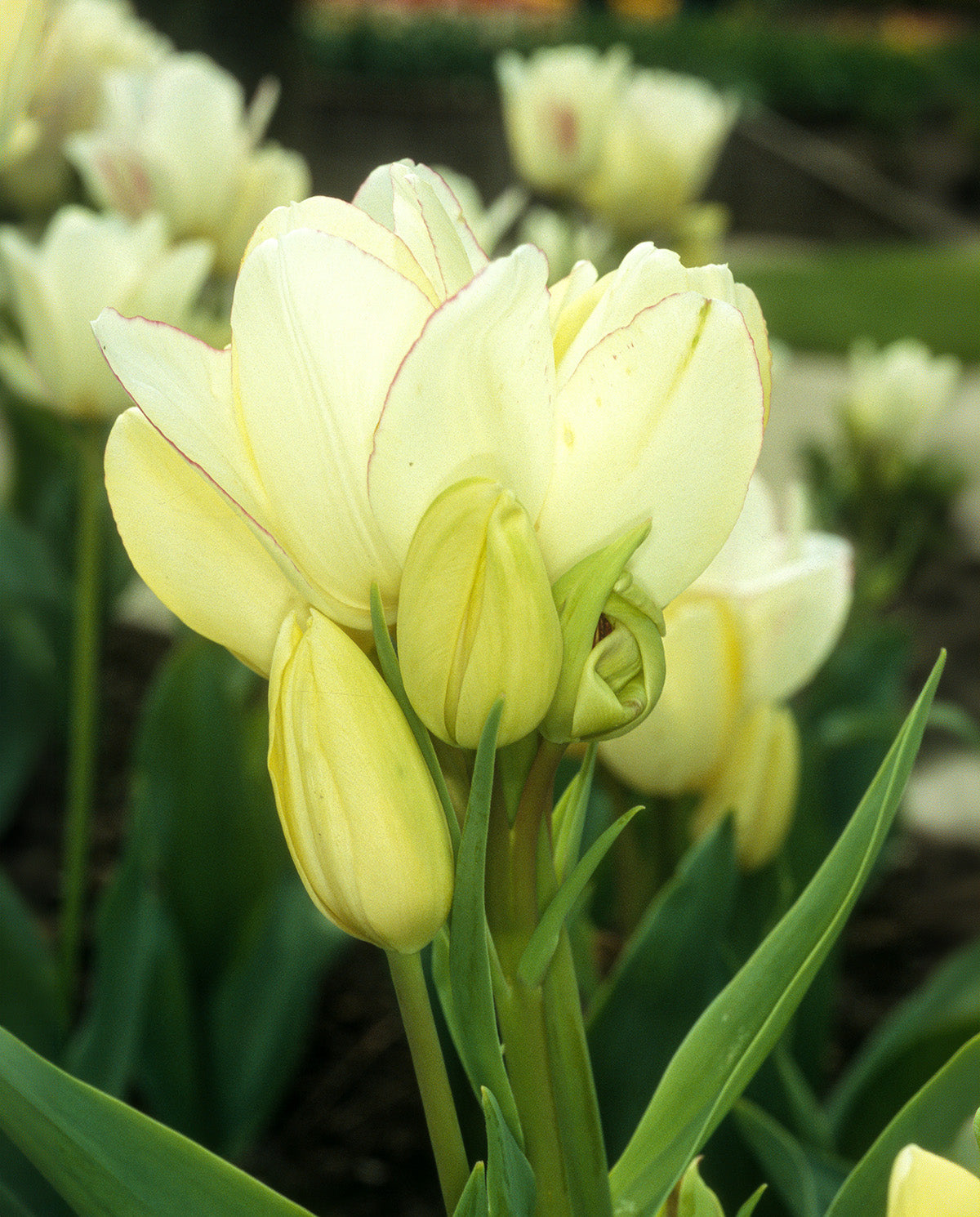 Candy Club Multiflowering Tulip - 10 bulbs