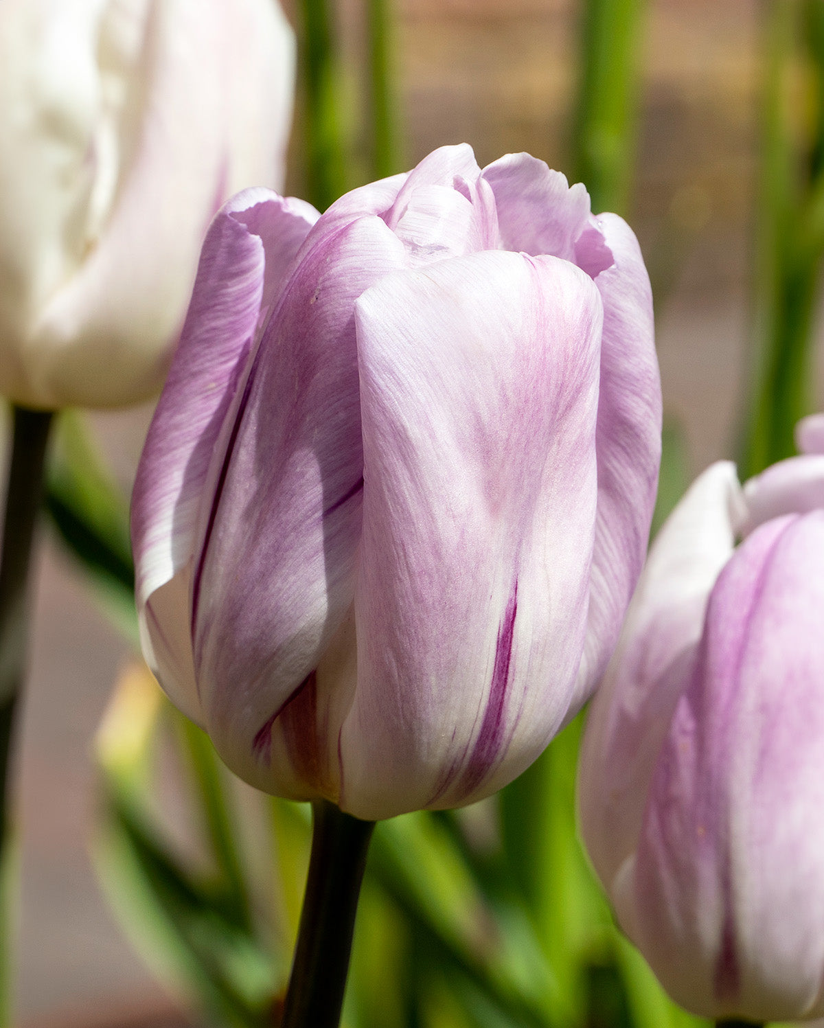Candy Prince Single Early Tulip - 10 bulbs