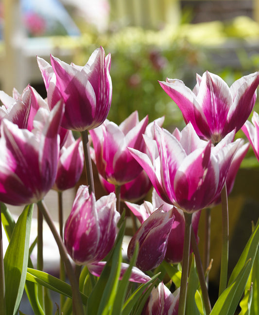 Claudia Lily Flowered Tulip bulbs from BloomingBulb, showing vibrant pink and white tulips ready for planting.
