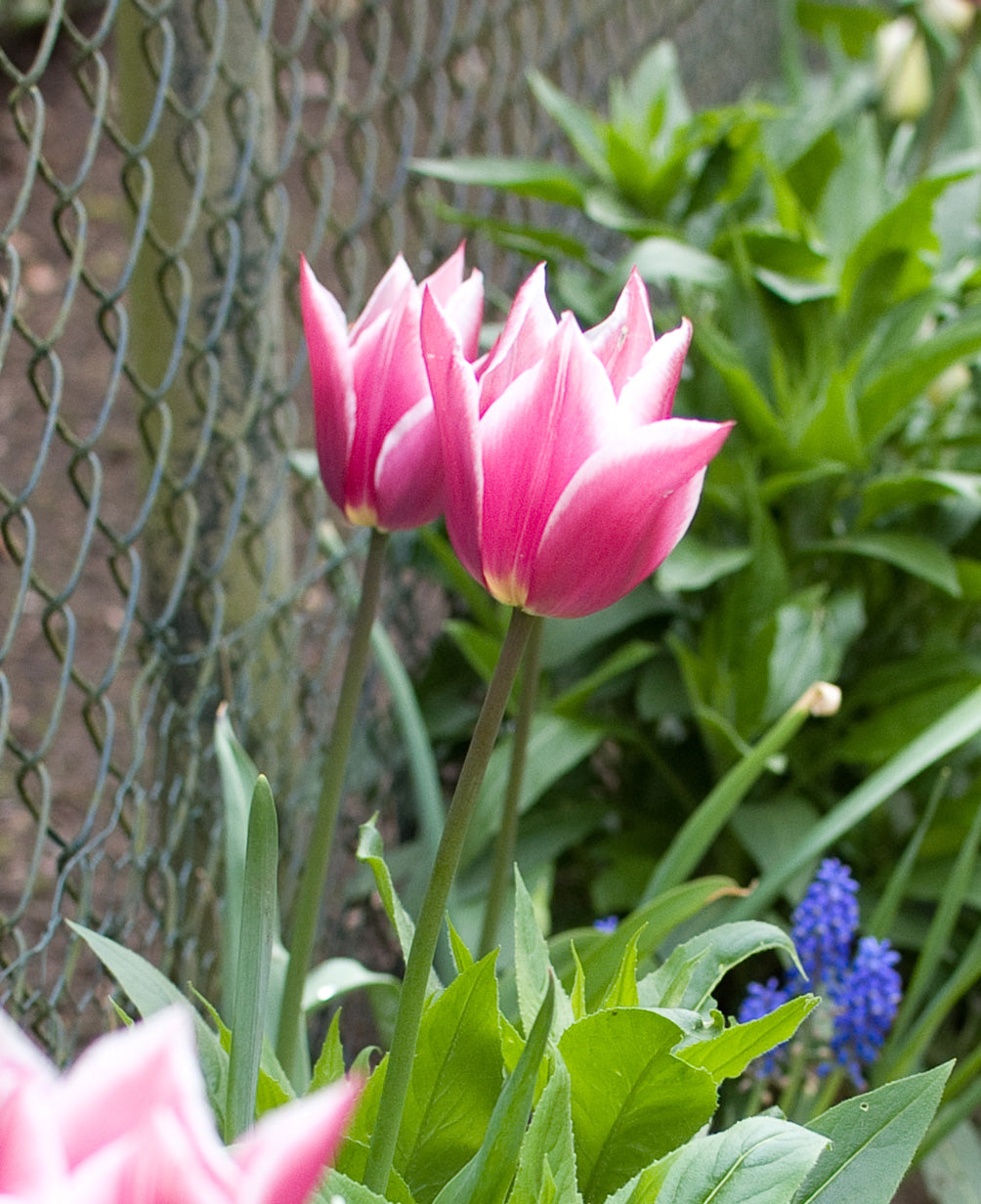 Claudia Lily Flowered Tulip - 10 bulbs