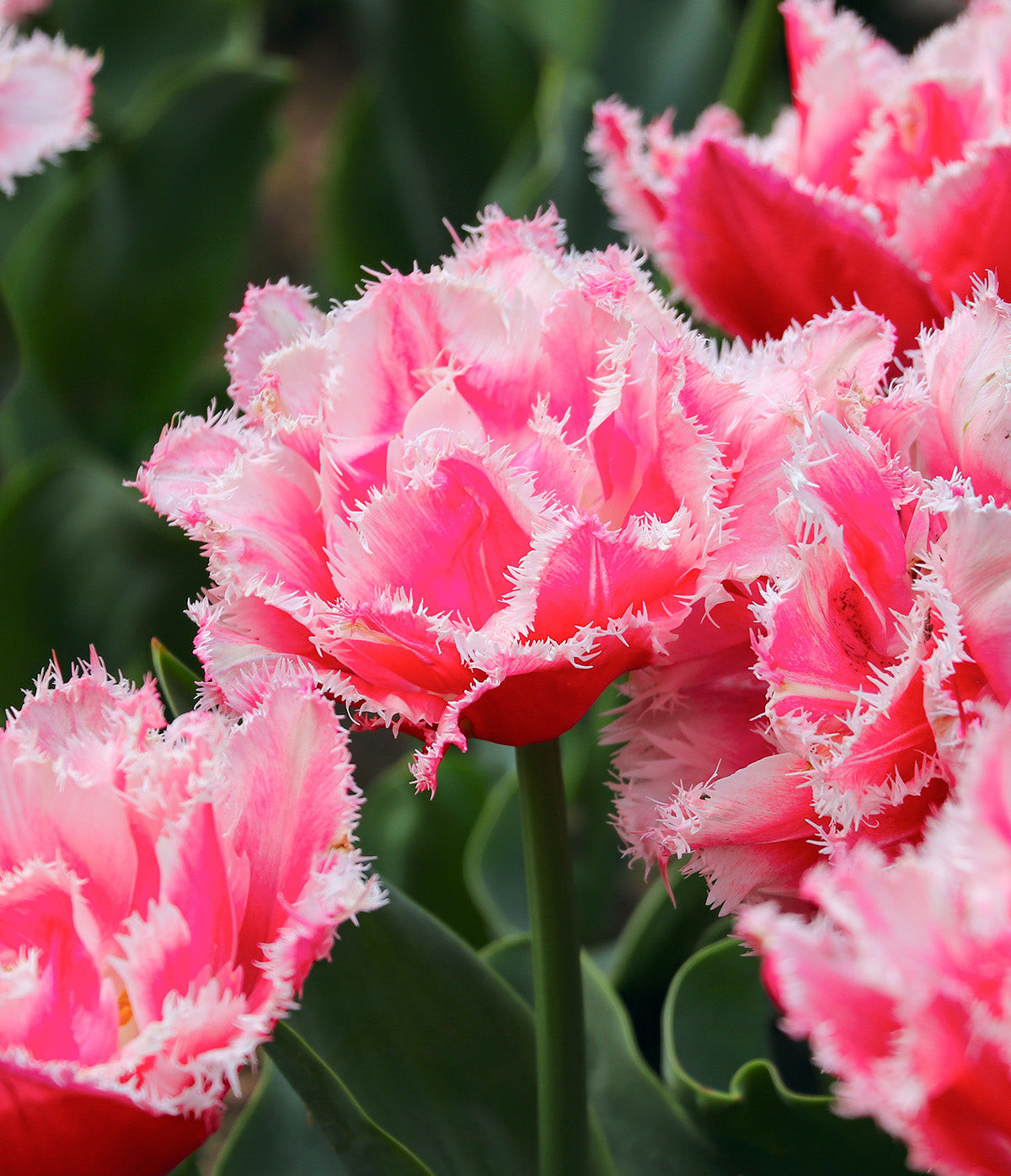 Crispion Love Fringed Tulip - 10 bulbs