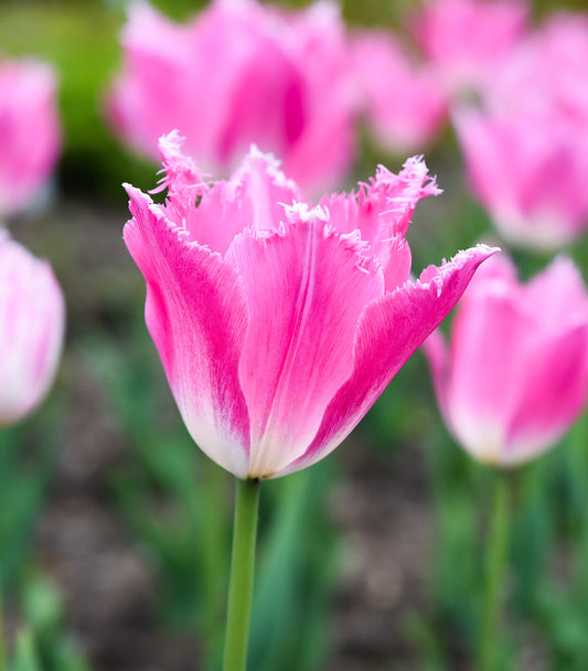 Pink fringed Dallas Tulip bulbs from BloomingBulb, showing vibrant, fringed petal details in a cluster of tulip bulbs.