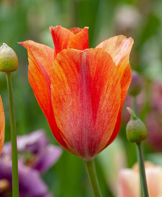 Dordogne Single Late Tulip bulbs from BloomingBulb, showing vibrant red and yellow tulip flowers in full bloom.