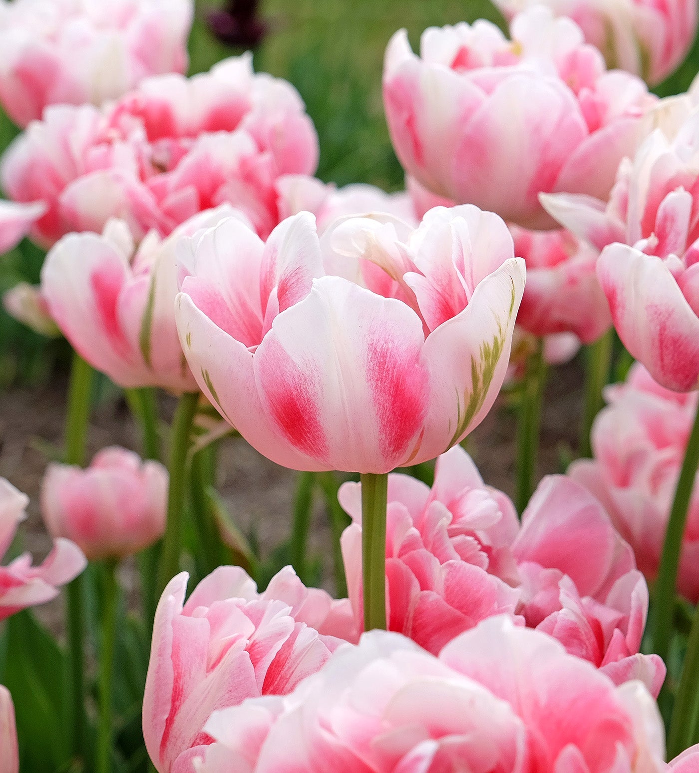 Finola Double Late Tulip - 10 bulbs