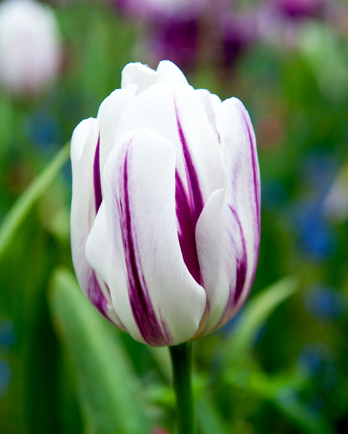 Flaming Flag Triumph Tulip - 10 bulbs