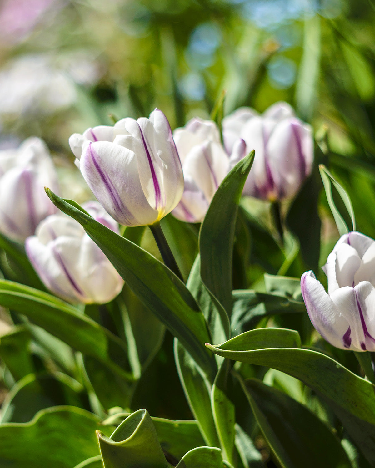 Flaming Flag Triumph Tulip - 10 bulbs
