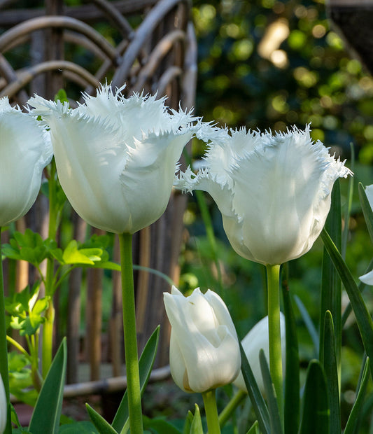 Bright yellow Honeymoon Fringed Tulip bulbs from BloomingBulb, showing vibrant fringed tulip blossoms ready for planting.
