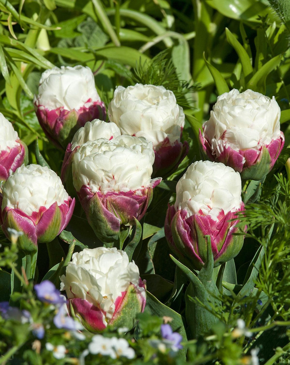Ice Cream Double Late Tulip - 10 bulbs