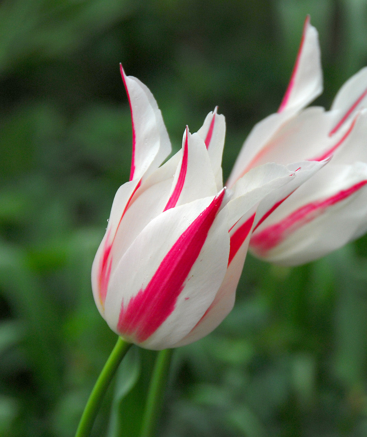 Marilyn Lily Flowered Tulip - 10 bulbs