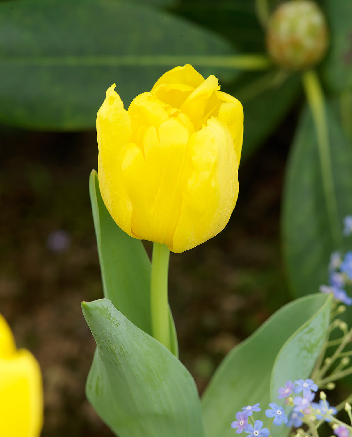 Monte Carlo Double Early Tulip - 10 bulbs