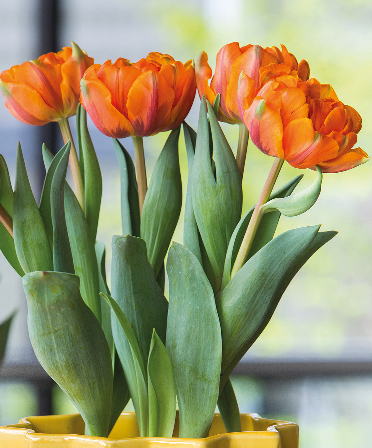 Orange Princess Double Late Tulip - 10 bulbs