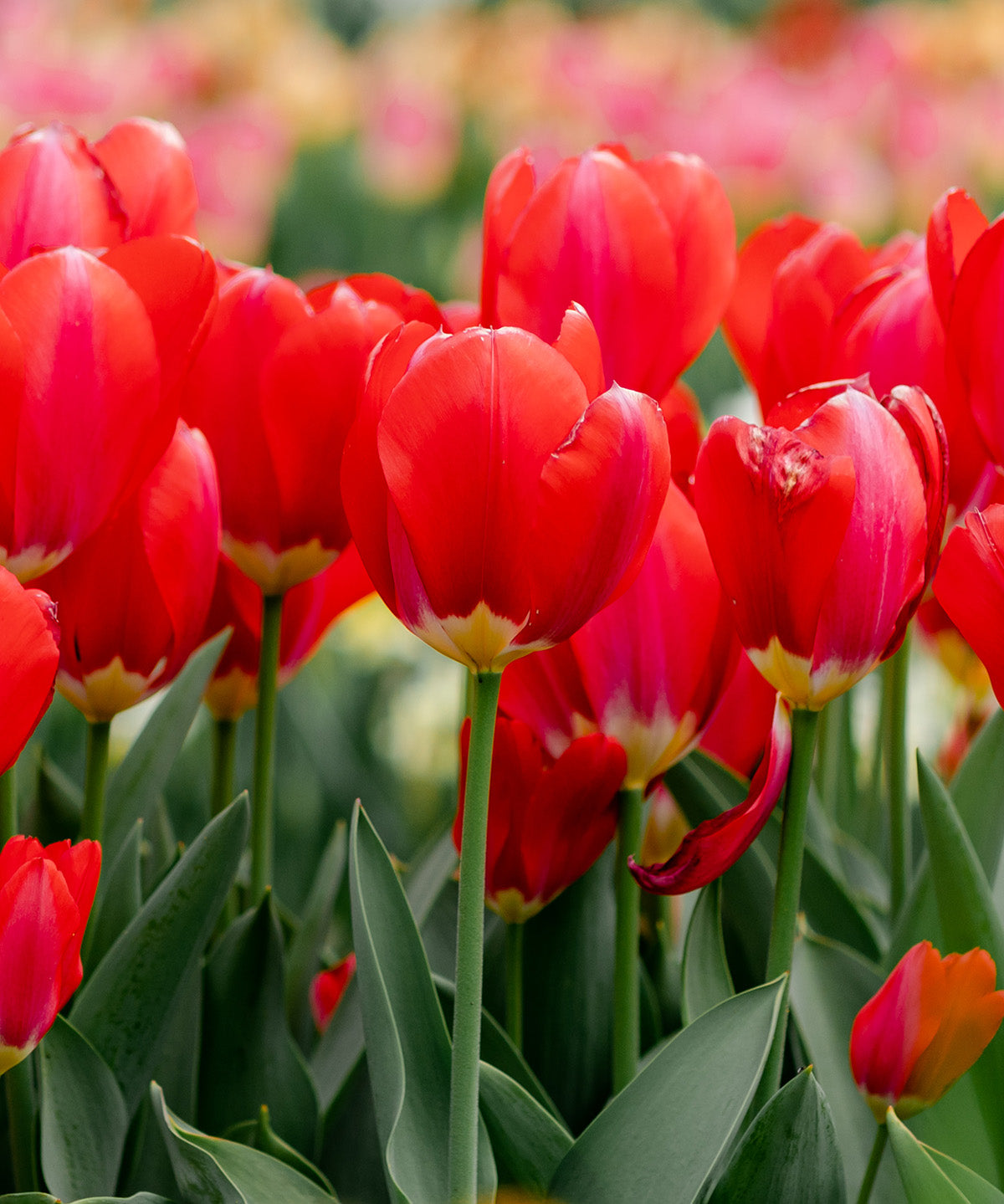 Oxford Darwin Hybrid Tulip - 10 bulbs