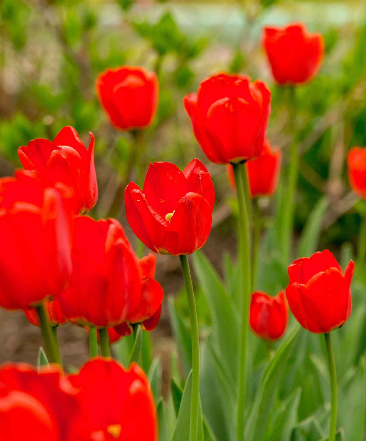 BloomingBulb Oxford Darwin Hybrid Tulip bulbs, showing vibrant pink and yellow blossoms ready for planting in spring.