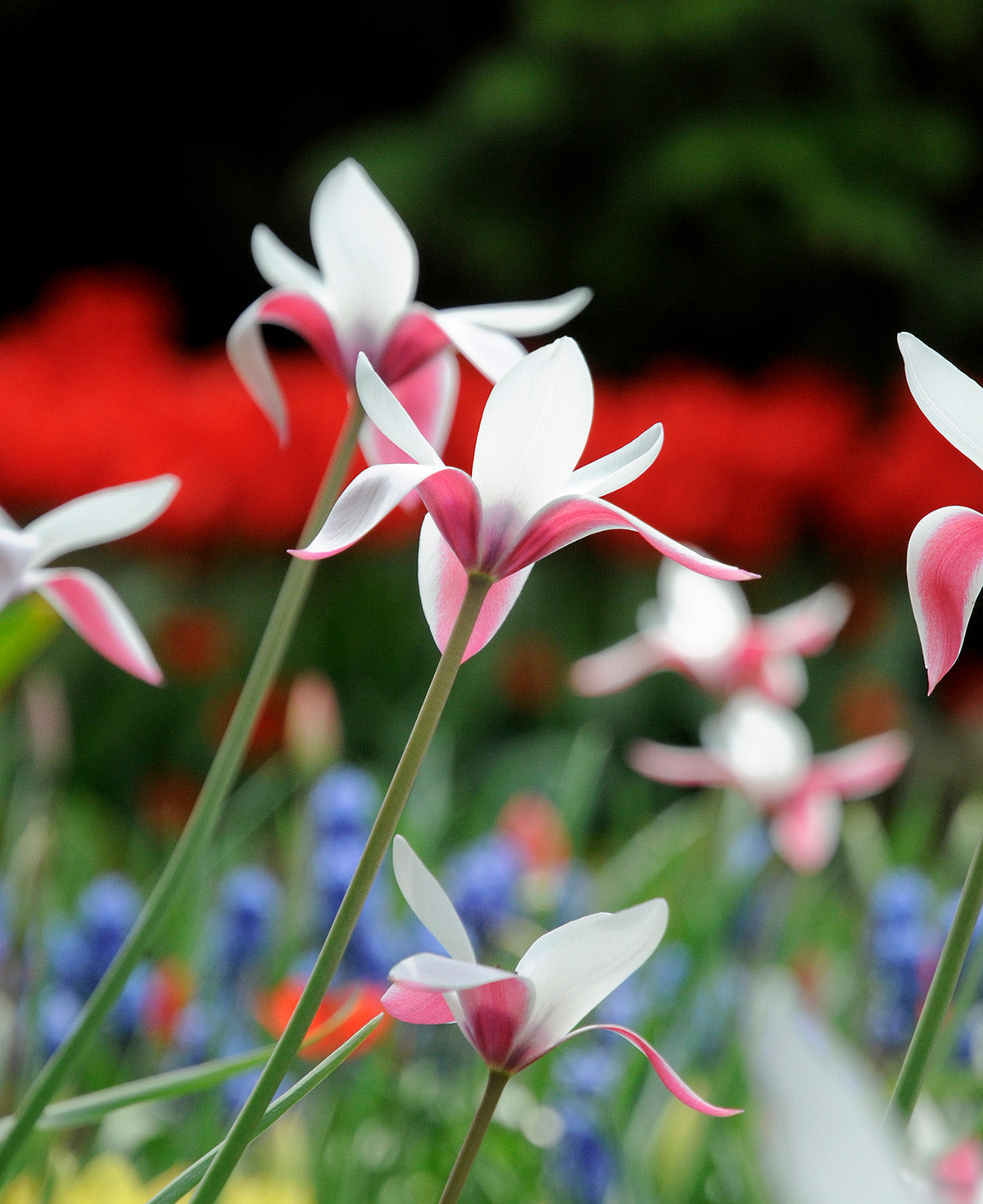 Peppermintstick Species Tulip - 10 bulbs