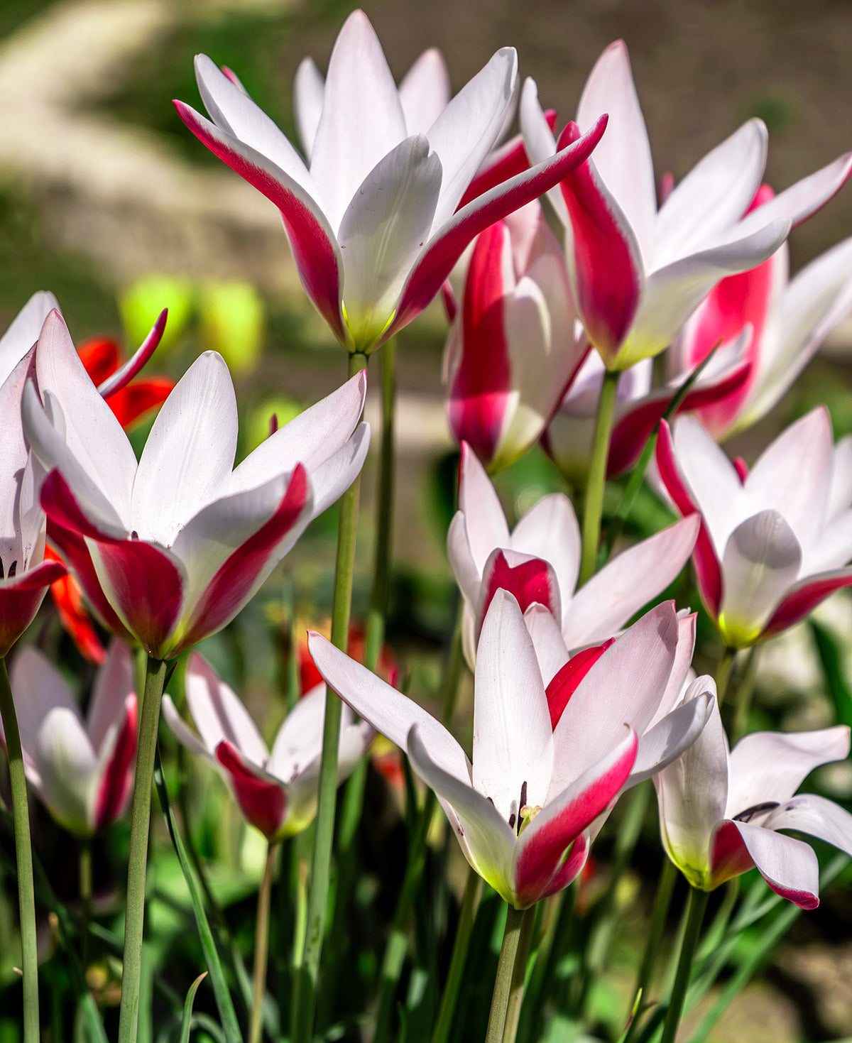 Peppermintstick Species Tulip - 10 bulbs