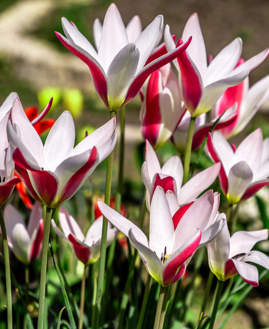 Pink and white Peppermintstick tulip bulbs from BloomingBulb, ready to plant for vibrant spring blooms.