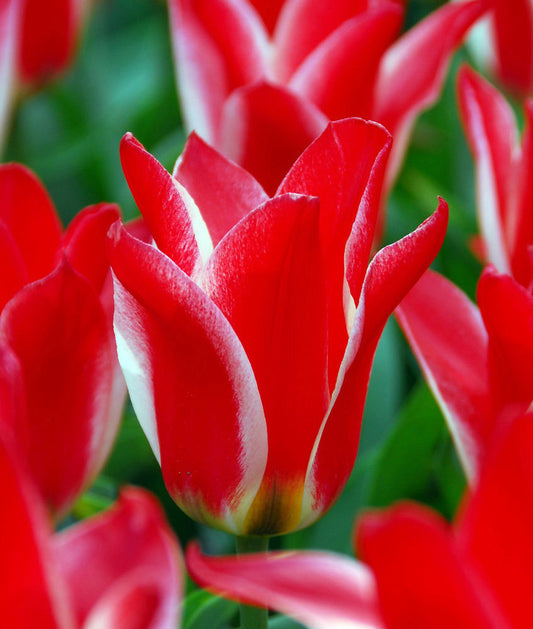 Bright Pinocchio Greigii Tulip bulbs from BloomingBulb, showing vibrant red and yellow striped tulip blooms.