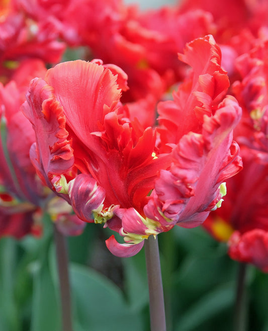 Bright Rococo Parrot Tulips blooming with vibrant orange and red petals, planted in garden soil with green foliage.