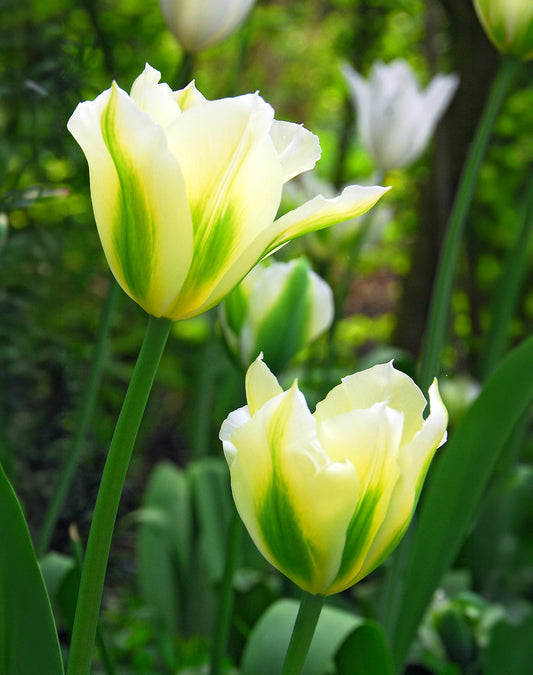 Spring green Viridiflora tulip bulbs from BloomingBulb, showing vibrant green and white tulip blossoms in full bloom.