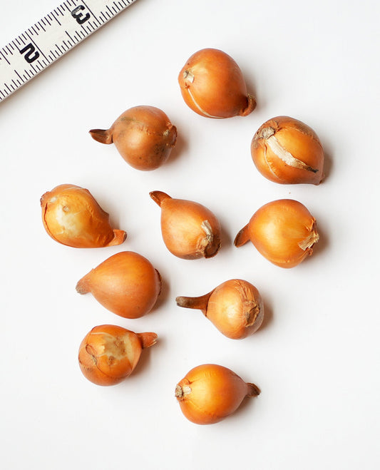 Tarda species tulips from BloomingBulb with ten bright, blooming tulip bulbs ready for planting in spring.