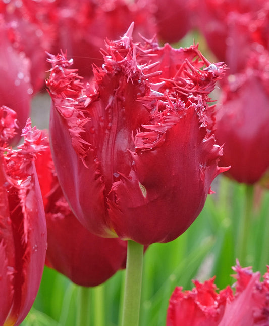 Bright pink Versaci Fringed Tulips, 10 bulbs from BloomingBulb, featuring fringed petals and a tulip shape in a garden setting.