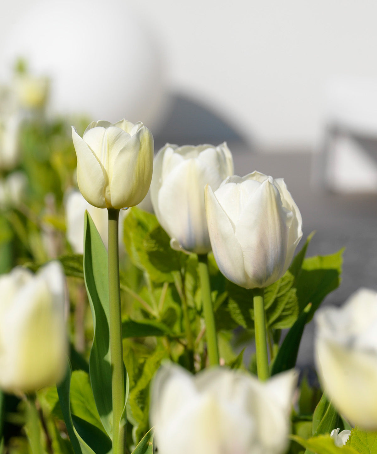 White Marvel Single Early Tulip - 10 bulbs