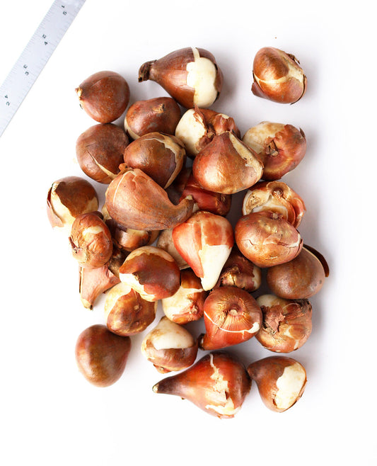 Mixed Darwin Hybrid Tulips bulbs from BloomingBulb, showing vibrant, colorful tulip bulbs ready for planting.