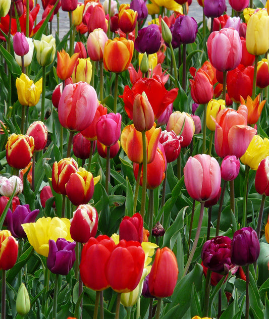 Colorful mixed tulips from BloomingBulb, showing vibrant blooms and green stems in a natural outdoor setting.